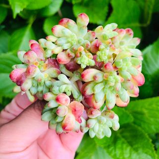 花火　群生　エケベリア　多肉植物(その他)