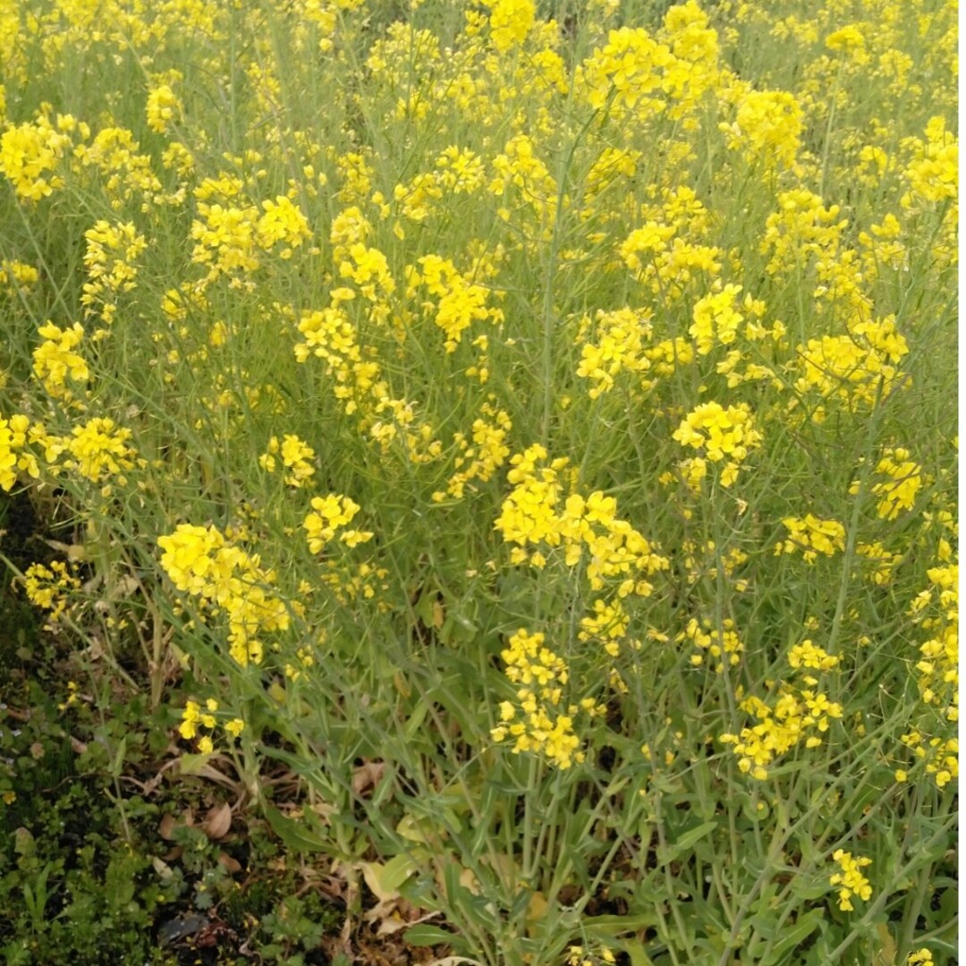 令和5年産新米コシヒカリ３０キロ無農薬玄米の安心なお米になります 食品/飲料/酒の食品(米/穀物)の商品写真