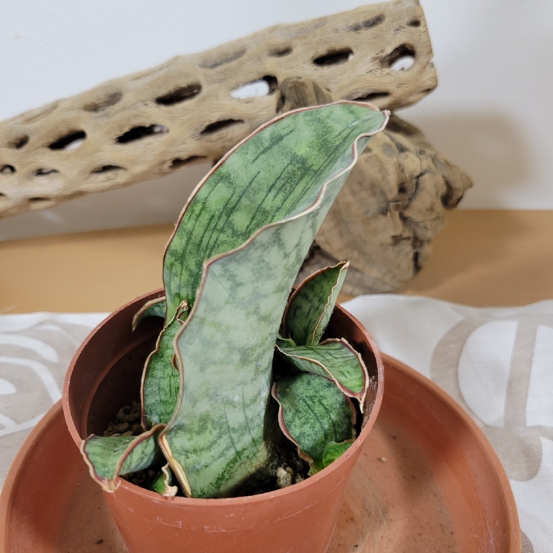 Sansevieria  キルキー シルバーブルー2株 抜き苗  多肉植物 ハンドメイドのフラワー/ガーデン(プランター)の商品写真