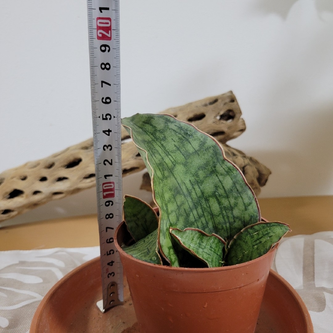 Sansevieria  キルキー シルバーブルー2株 抜き苗  多肉植物 ハンドメイドのフラワー/ガーデン(プランター)の商品写真