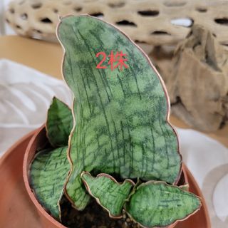 Sansevieria  キルキー シルバーブルー2株 抜き苗  多肉植物(プランター)