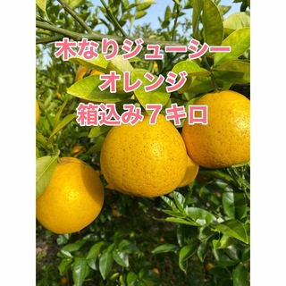 木なりジューシーオレンジ　箱込み7キロ(フルーツ)