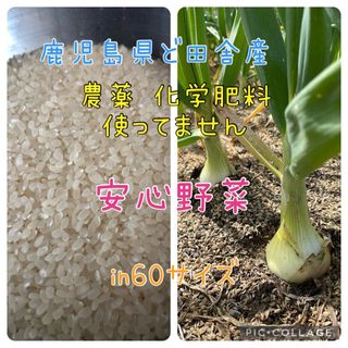 鹿児島県ど田舎産 お米と新玉ねぎ♪in60サイズ(野菜)