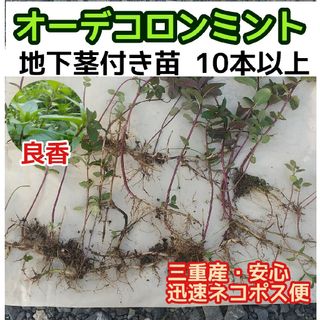 10本以上【地下茎付】ベルガモットミント 根付苗 オーデコロンミント 良香ハーブ(その他)