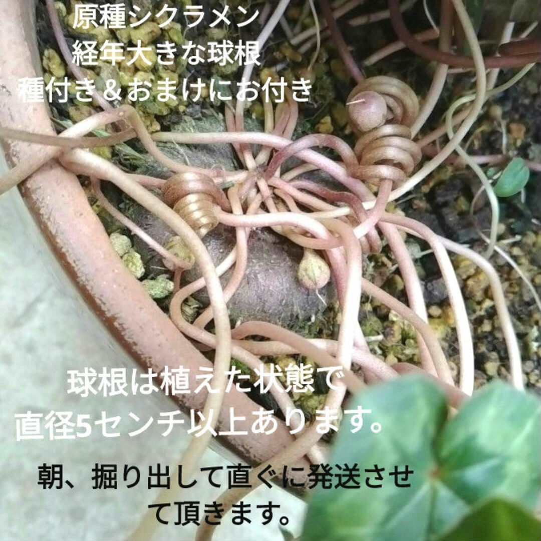 ❇原種シクラメン　ヘデリフォリウム　種付き　経年大きな球根　花は桃色❇ラクマパッ ハンドメイドのフラワー/ガーデン(その他)の商品写真