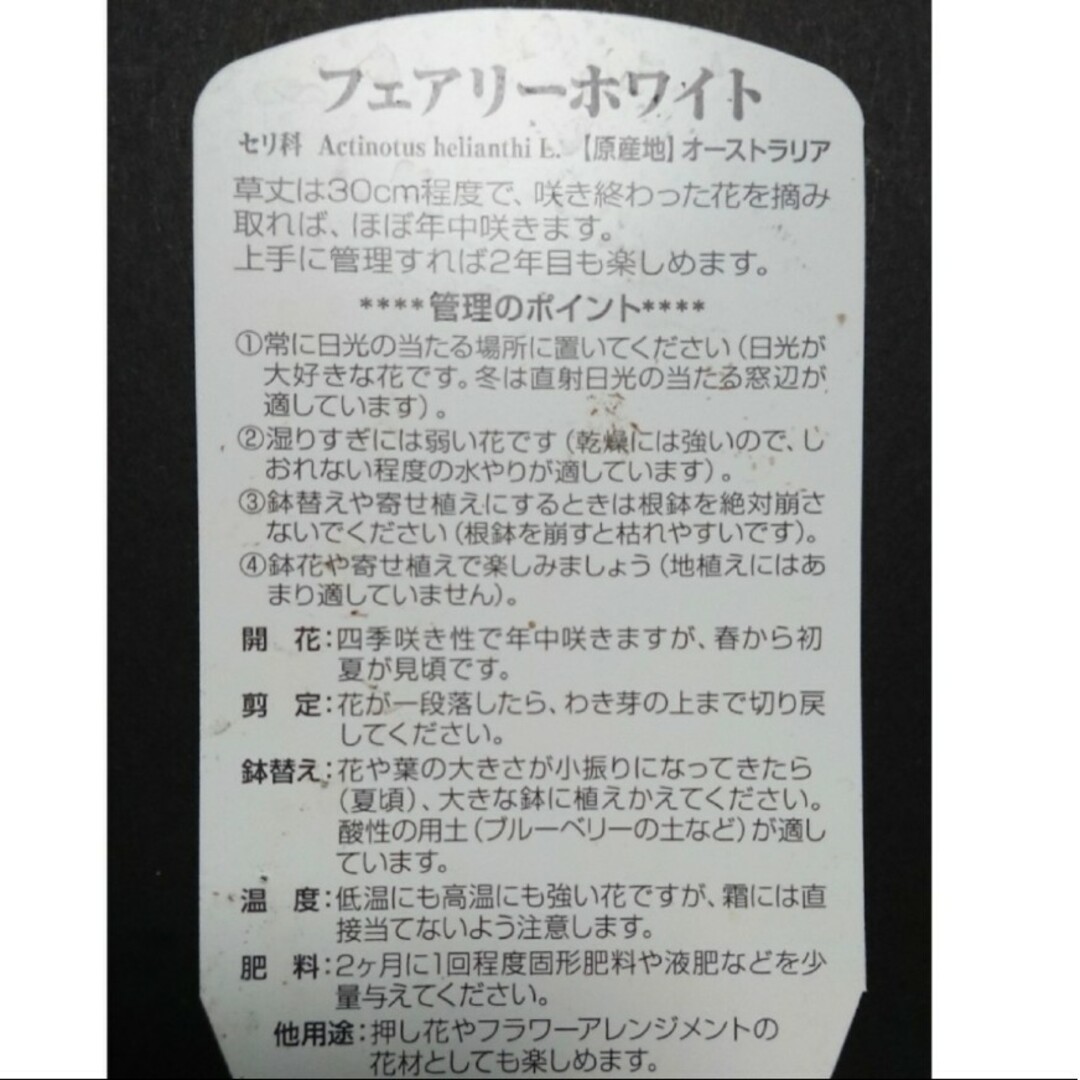 フランネルフラワー フェアリーホワイト 種子 50粒 ハンドメイドのフラワー/ガーデン(その他)の商品写真