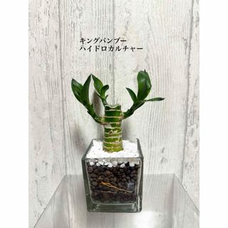 キングバンブー　ハイドロカルチャー　観葉植物(ドライフラワー)