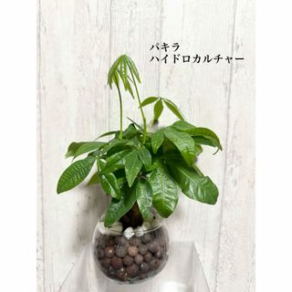 パキラ　ハイドロカルチャー　観葉植物(ドライフラワー)