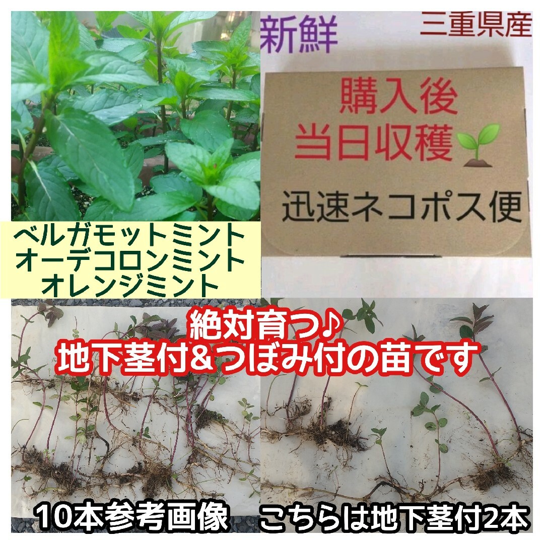 8本以上【地下茎&芽付】ベルガモットミント 根付苗 オーデコロンミント ハーブ ハンドメイドのフラワー/ガーデン(その他)の商品写真