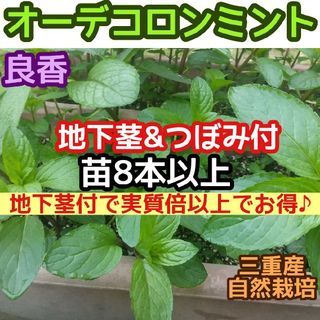 8本以上【地下茎&芽付】ベルガモットミント 根付苗 オーデコロンミント ハーブ(その他)