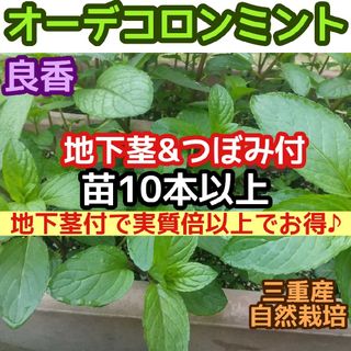 10本以上【地下茎&芽付】ベルガモットミント 根付苗 オーデコロンミント ハーブ(その他)