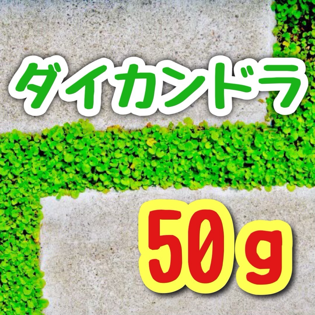 【最強グランドカバーの種】ダイカンドラ 花の種子 50g！緑肥 芝生代用 ハンドメイドのフラワー/ガーデン(プランター)の商品写真