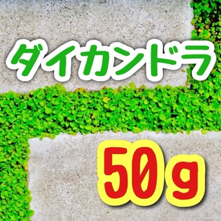 【最強グランドカバーの種】ダイカンドラ 花の種子 50g！緑肥 芝生代用(プランター)