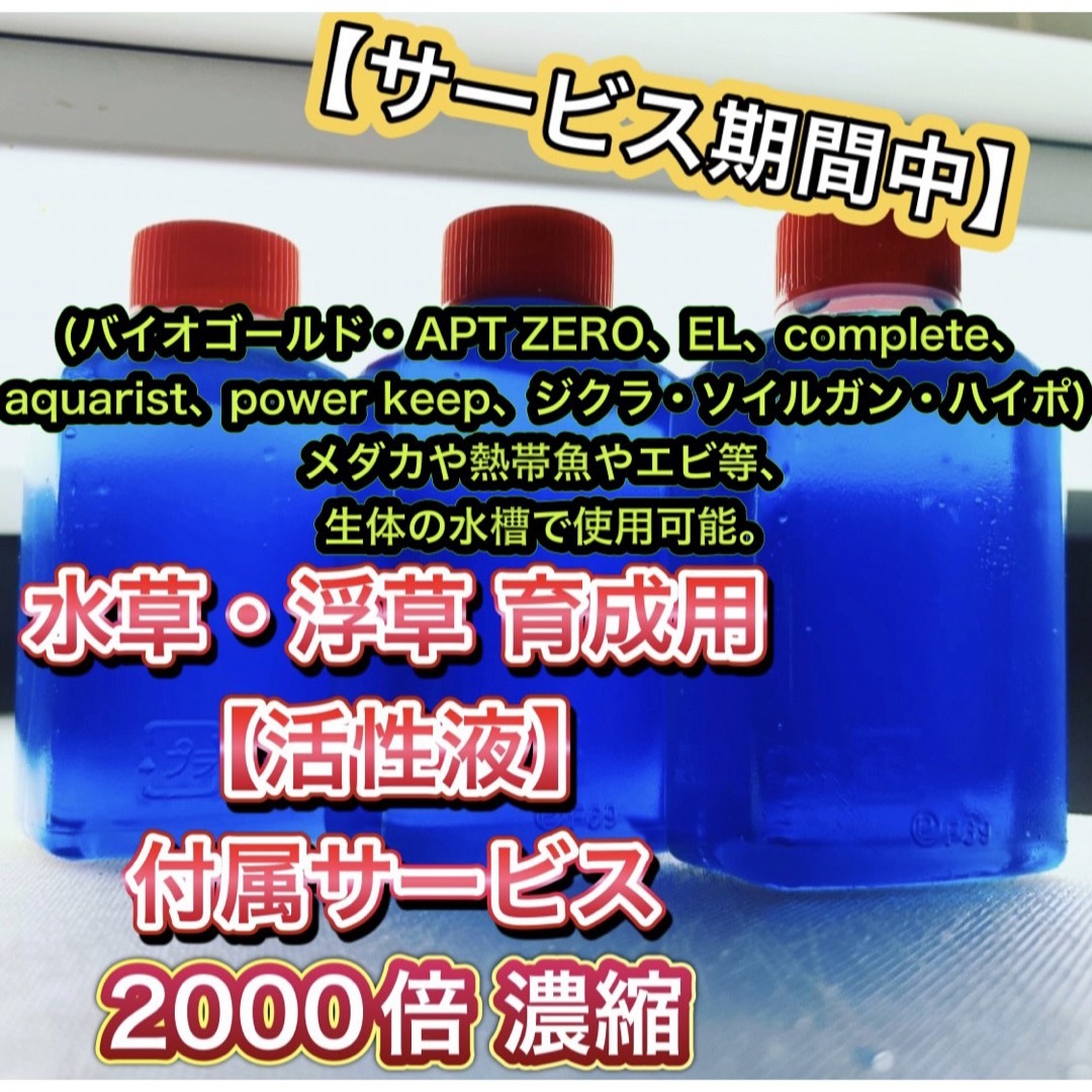 ★レッドヴィアンルス 浮草 水草 熱帯魚やメダカの飼育 その他のペット用品(アクアリウム)の商品写真