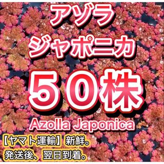 【5/14発送■アゾラジャポニカ50 水草 浮草 メダカ めだか 熱帯魚(アクアリウム)