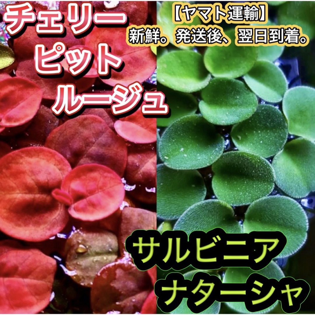 ★チェリーサルビニアククラータ改良種 浮草 水草セット 熱帯魚 その他のペット用品(アクアリウム)の商品写真