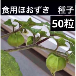 食用ほおずき　種子　50粒　種　たね　タネ(その他)