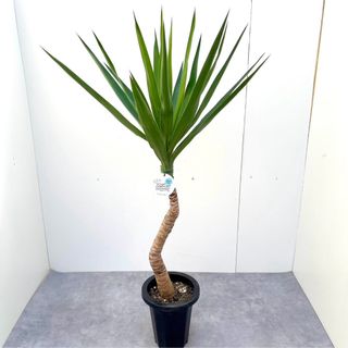 ユッカ　エレファンティペス　11【現品】観葉植物　室内(その他)