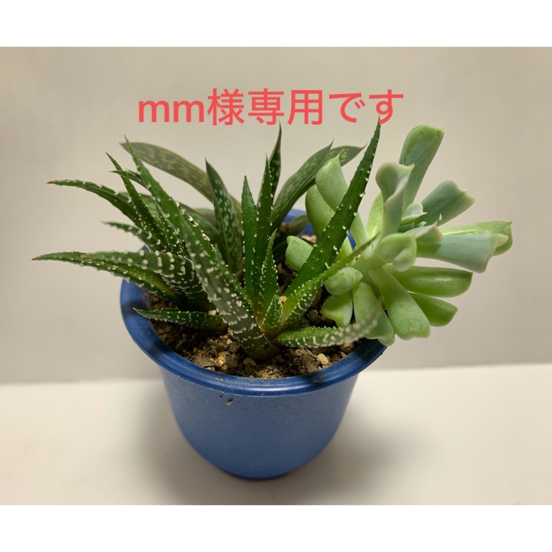 多肉植物　ミニ寄植え　3種　5株入り ハンドメイドのフラワー/ガーデン(その他)の商品写真