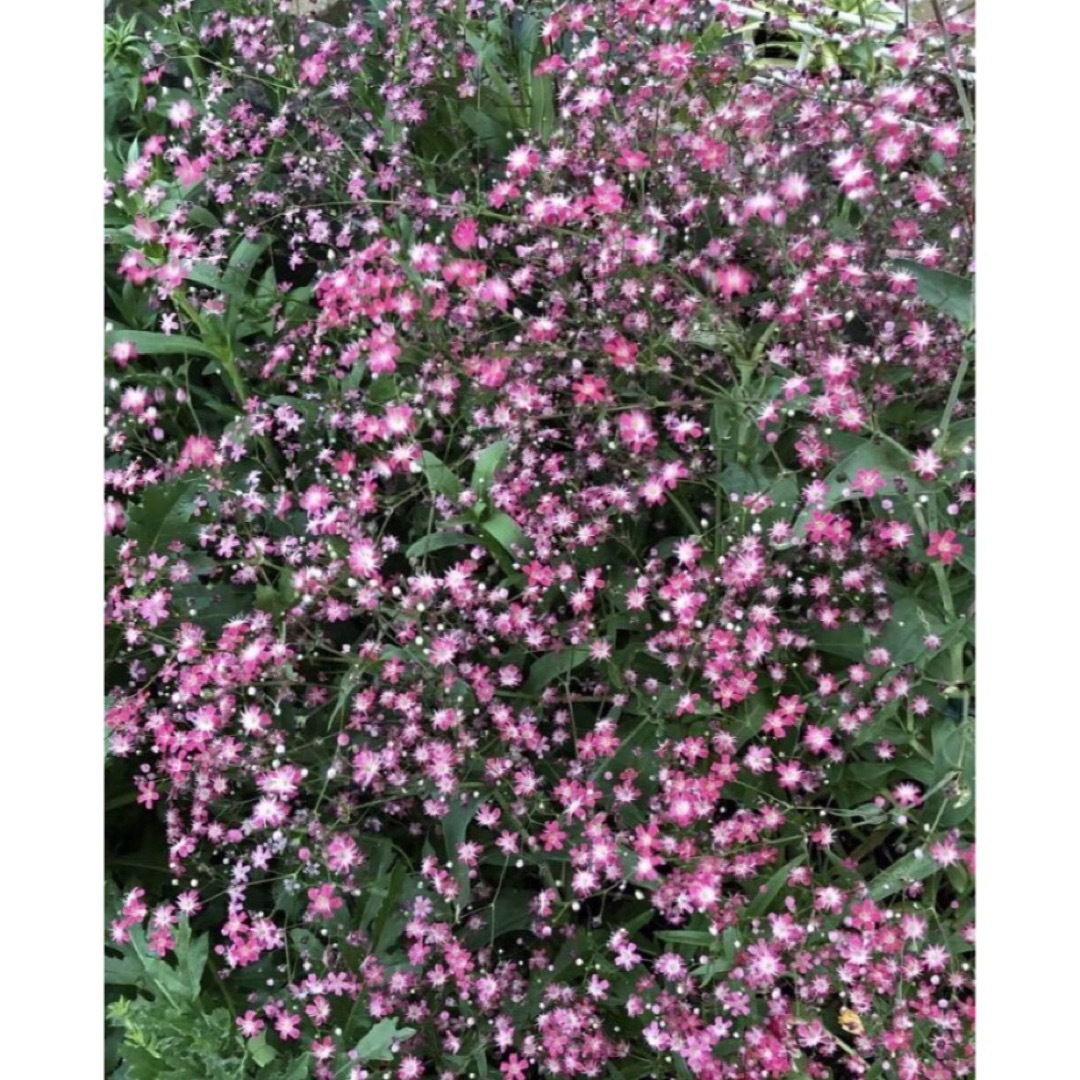 赤花かすみ草　種子　100粒 ハンドメイドのフラワー/ガーデン(その他)の商品写真
