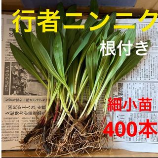 北海道産　行者ニンニク　アイヌネギ　根付き　小さな苗　細苗　400本(野菜)