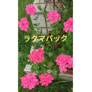 花てまりの抜き苗(その他)