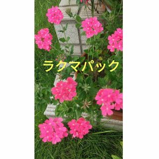 花てまりの抜き苗(その他)