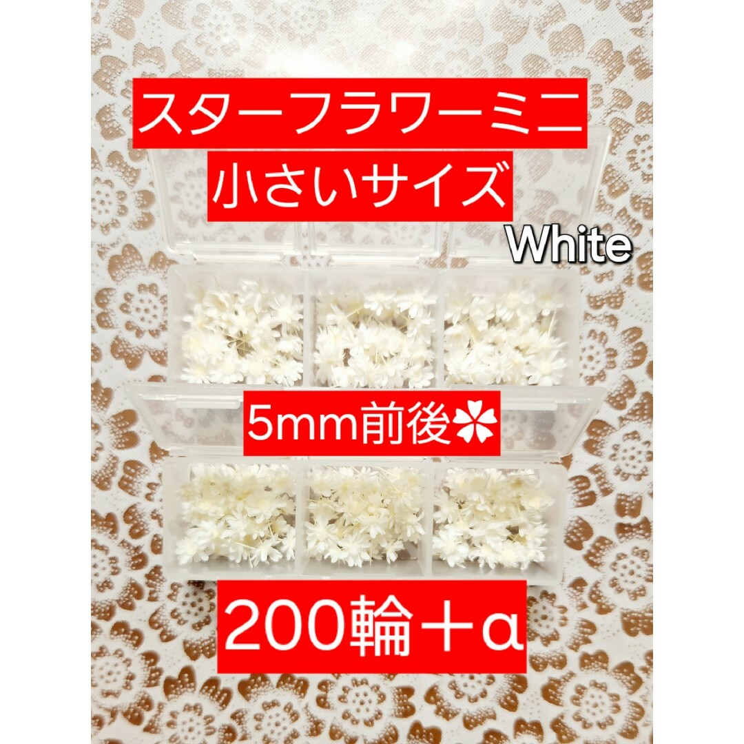 スターフラワーミニ 大地農園 小さいサイズ ホワイト  5mm前後 200輪＋α ハンドメイドのフラワー/ガーデン(プリザーブドフラワー)の商品写真