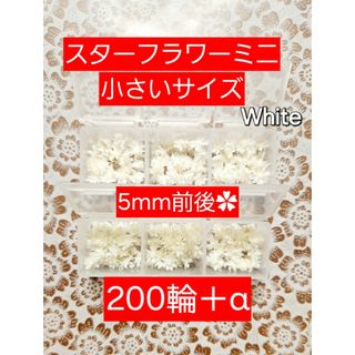 スターフラワーミニ 大地農園 小さいサイズ ホワイト  5mm前後 200輪＋α(プリザーブドフラワー)