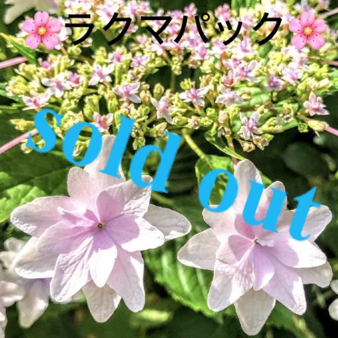 🌸sold out🌸《アジサイ苗　隅田の花火　ピンク　紫陽花》⭐︎ラクマパック ハンドメイドのフラワー/ガーデン(その他)の商品写真