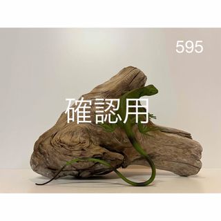 流木【595】(爬虫類/両生類用品)