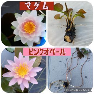 温帯睡蓮【ピンクオパール‘ＰｉｎｋＯｐａｌ】・中型睡蓮【マダム】の２種(その他)