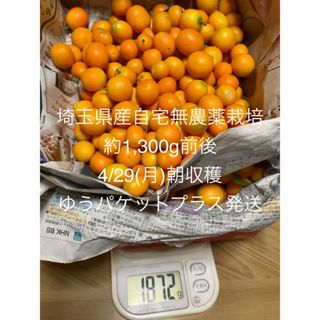 1030）埼玉県産【金柑】自宅無農薬栽培（約1,300g前後12時迄当日発送）8