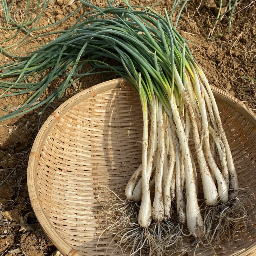 【専用】全て手作業　島らっきょう　 1キロ 食品/飲料/酒の食品(野菜)の商品写真