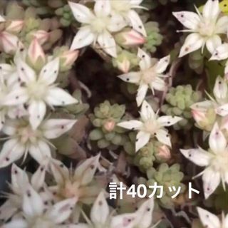 多肉植物　セダム　カット苗　ミルキーウェイ　ブレビフォリウム(その他)