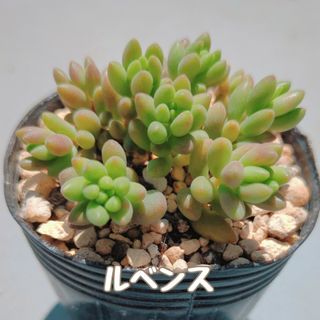 多肉植物　ルベンス　抜き苗(その他)