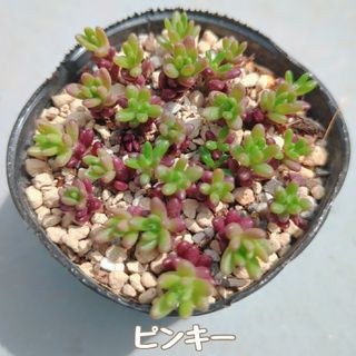 多肉植物　ピンキー　抜き苗(その他)