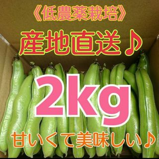 秀品Ｌサイズ そら豆2kg