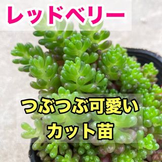 多肉植物　レッドベリー　10カット(その他)