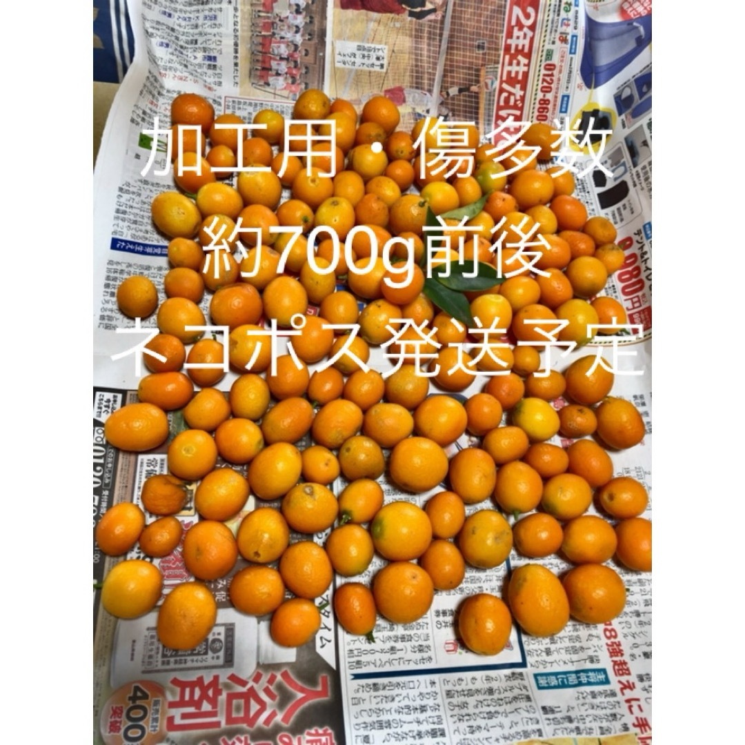 1031）【加工用・金柑】埼玉県産自宅無農薬栽培（約700g・15時迄当日発送） 食品/飲料/酒の食品(フルーツ)の商品写真