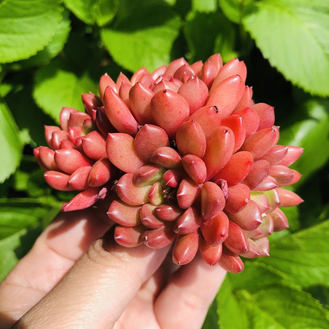 ピンクルルビー　群生　5頭　多肉植物 ハンドメイドのフラワー/ガーデン(その他)の商品写真