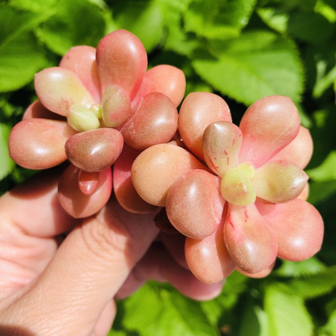 アバンギャルド　エケベリア　多肉植物 ハンドメイドのフラワー/ガーデン(その他)の商品写真