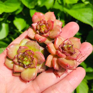 りんごの花　3個セット　発根済み　エケベリア　多肉植物(その他)