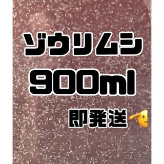 【ゾウリムシ大容量】900ml送料無料めだか金魚etc.(アクアリウム)