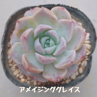 多肉植物　アメイジンググレイス　カット苗