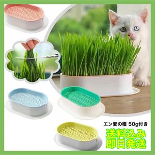 猫草 水耕栽培セット エン麦の種 50g(猫)