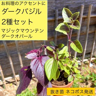 ⭐️サラダにどうぞ⭐️ダークバジル 2種セット(野菜)