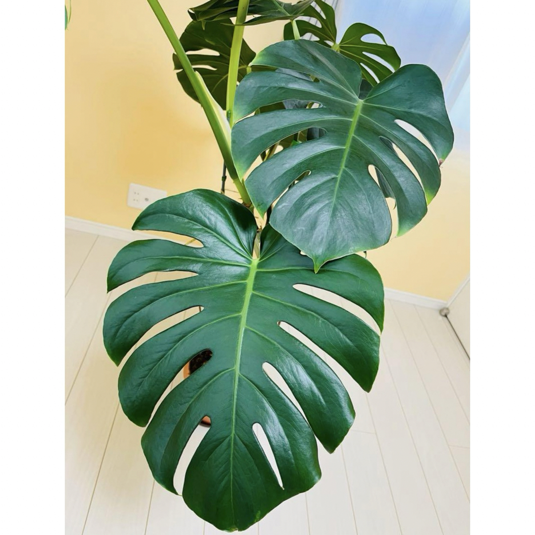 モンステラ デリシオーサ カット苗 観葉植物 久しい モンステラ デリシオーサ カット苗 観葉植物 久しい