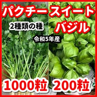 スイートバジル＆パクチーの種2種類セット★増量サービス中(野菜)