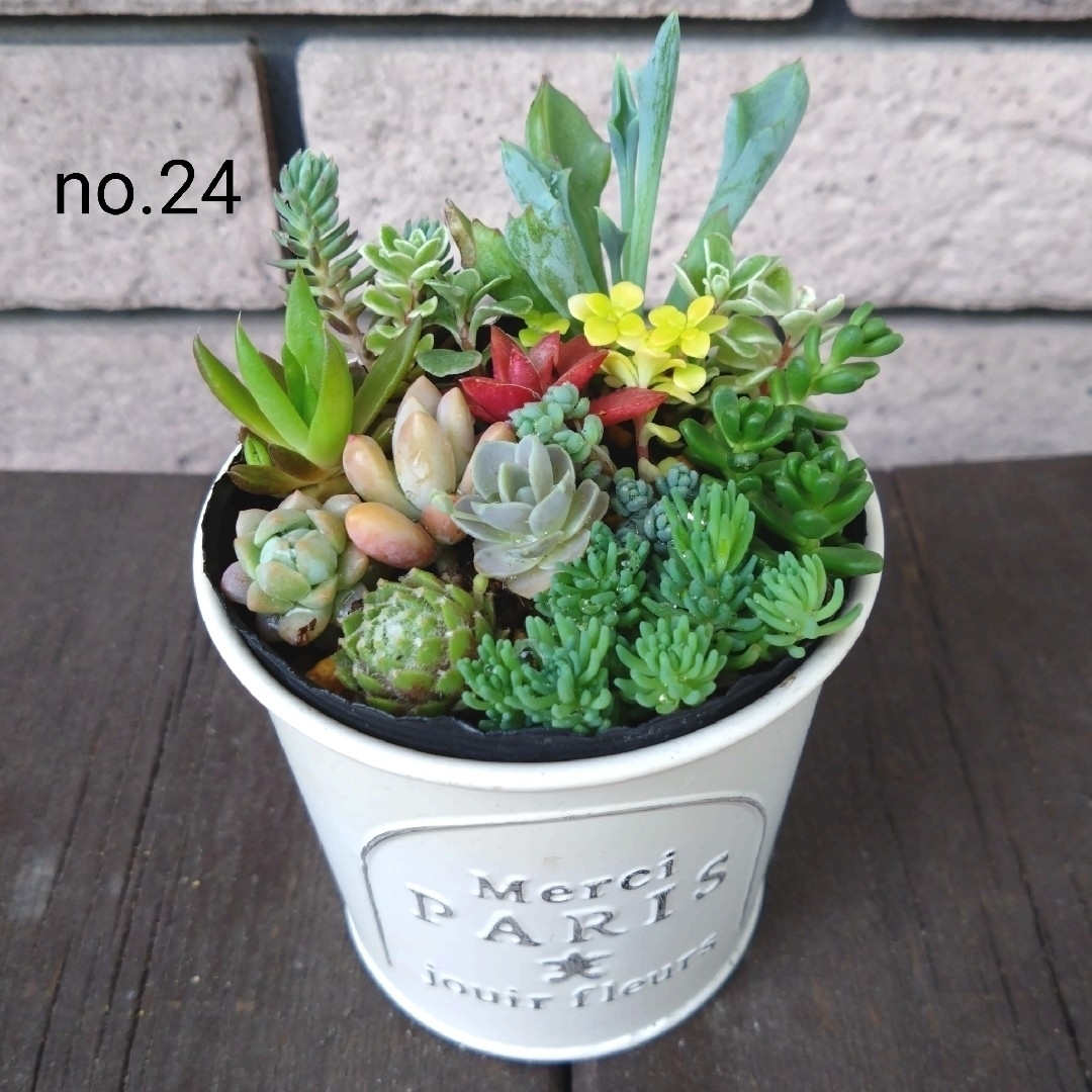 no.24多肉植物抜き苗13種セット ハンドメイドのフラワー/ガーデン(その他)の商品写真